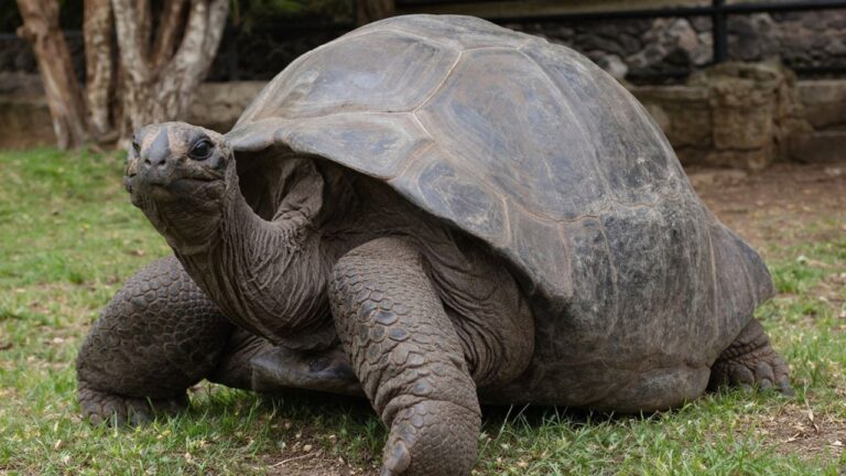 Jonathan, World’s Oldest Tortoise, Sparks Global Shock After False Death Rumor on St Helena